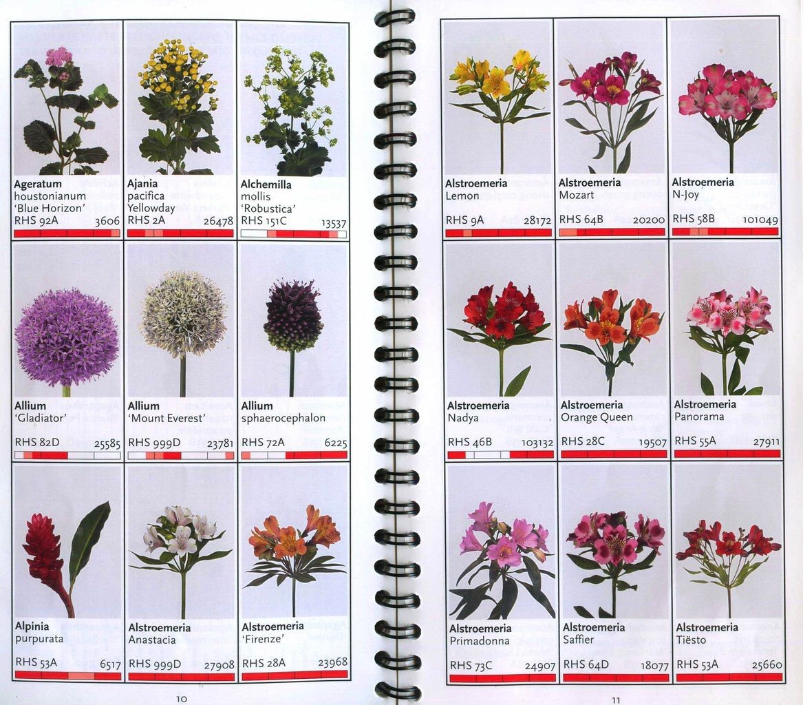 Названия цветов для флористов